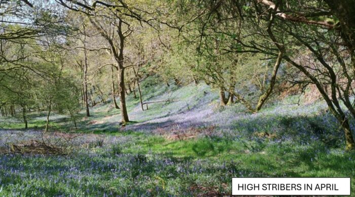 Stribers wood - visited by longest courses